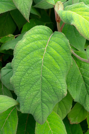 Green leaf of Hydrangea sargentiana close-up.の写真素材