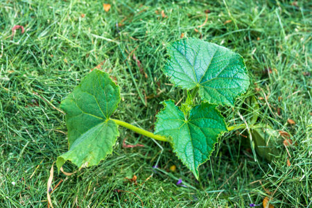 Green young cucumber leaves. Organic cucumber growing.