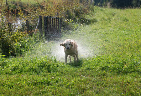 Austria, Carinthia - June 01,2007: the dog bathed and now shakes off the waterの写真素材