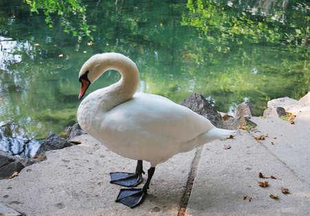 a beautiful swan by the pond in Alupkinsky (Vorontsovsky) park.の写真素材