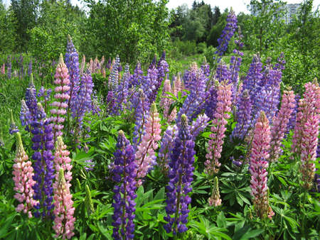 Russia-June 02,2007: Lupins filled all the fields around Moscow ...の写真素材