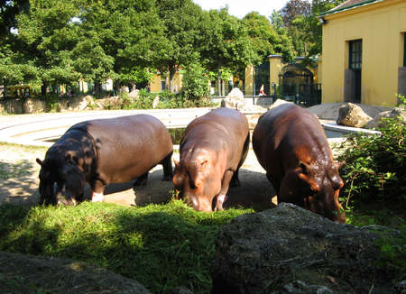 Austria, Vienna - August 18,2008: Three hippos at the Vienna zoo.のeditorial素材