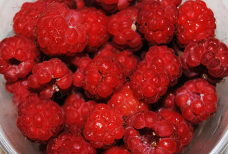RUSSIA - JULY 2018: In the photo - close-up of raspberries. From your own garden.の写真素材