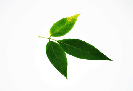 Russia - October 2020: Simple green leaf on a white background.の写真素材
