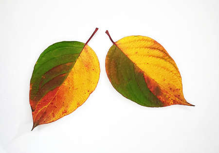 colorful autumn leaves on a white background.の写真素材
