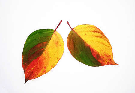 colorful autumn leaves on a white background.