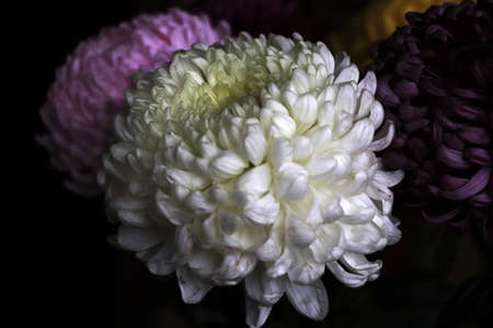 Russia - November 2020: White chrysanthemum on a dark background.の写真素材