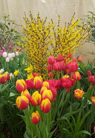 Russia - February 2021: Composition of various spring flowers. Pharmaceutical garden, Moscow, Russia.の写真素材