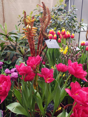 Russia - February 2021: Composition of various spring flowers. Pharmaceutical garden, Moscow, Russia.の写真素材