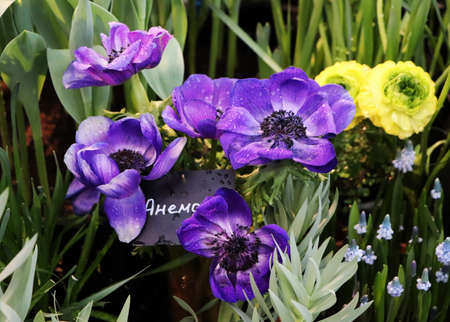 Russia - February 2021: Purple anemones. Pharmaceutical garden, Moscow, Russia.の写真素材