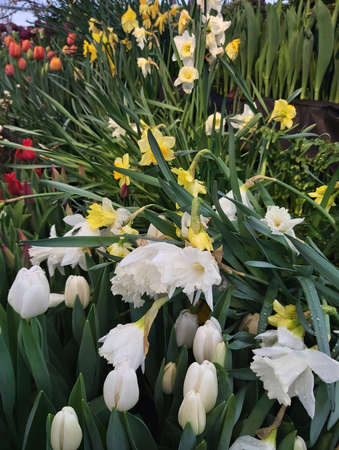 Russia - February 2021: White and yellow daffodils. Pharmaceutical garden, Moscow, Russia.の写真素材