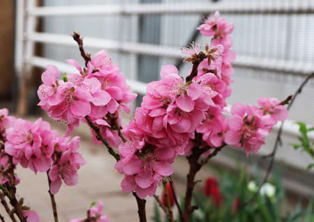 Russia - February 2021: Blooming nectarine. Pharmaceutical garden, Moscow, Russia.の写真素材