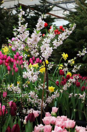 Russia - February 2021: Composition of various spring flowers. Pharmaceutical garden, Moscow, Russia.の写真素材