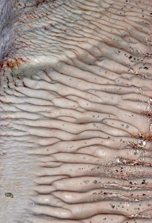 Turkey - September 2019: Pamukkale travertines close up.のeditorial素材