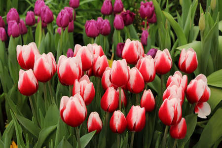 Russia - February 2021: red with white tulips. Photographed in the Pharmaceutical Garden, Moscow.のeditorial素材