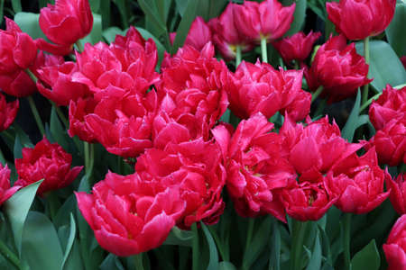 RUSSIA - FEBRUARY 2021: Large deep pink tulips. Photographed in the Pharmaceutical Garden, Moscow.のeditorial素材