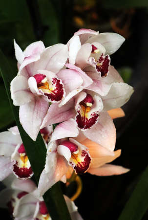 Russia - February 2021: Pink orchids. Pharmaceutical garden, Moscow, Russia.の写真素材