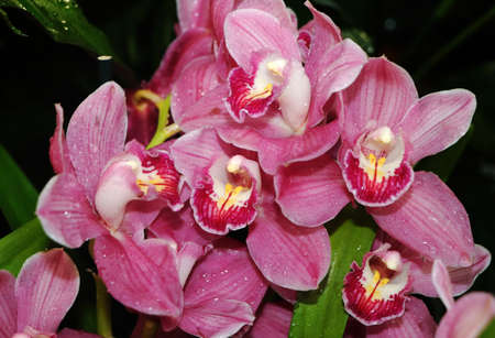 Russia - February 2021: Pink orchids. Pharmaceutical garden, Moscow, Russia.の写真素材