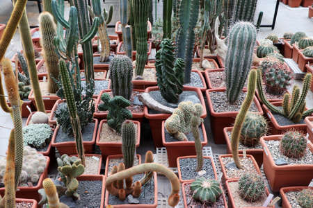 Russia - February 2021: A variety of potted cacti. Pharmaceutical garden, Moscow, Russia.の写真素材