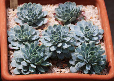 Russia - February 2021: Echeveria succulent. Pharmaceutical garden, Moscow, Russia.の写真素材