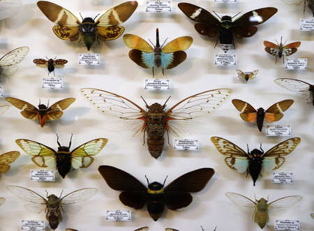 Russia - February 2021: collection of exotic insects. Pharmaceutical garden, Moscow, Russia.の写真素材