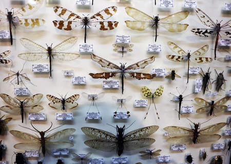 Russia - February 2021: collection of exotic insects. Pharmaceutical garden, Moscow, Russia.の写真素材