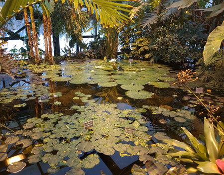 Russia - February 2021: artificial pond in the greenhouse with lilies and other plants. Photographed in the Pharmaceutical Garden, Moscow, Russia.の写真素材