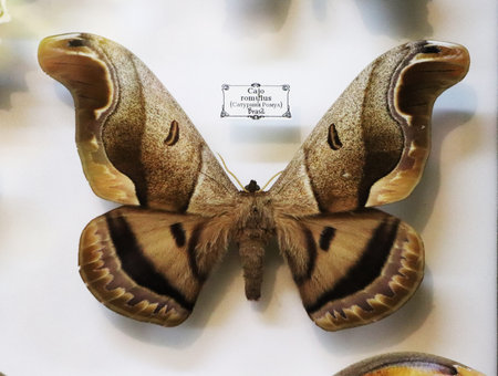 Russia - February 2021: Saturnia Romulus butterfly. Pharmaceutical garden, Moscow, Russia.のeditorial素材