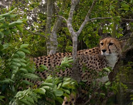 Cheetah