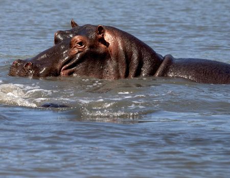 Hippoの写真素材