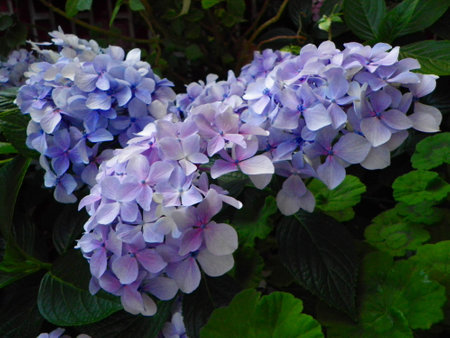 hortensia