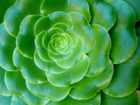 siempreviva texture の写真素材