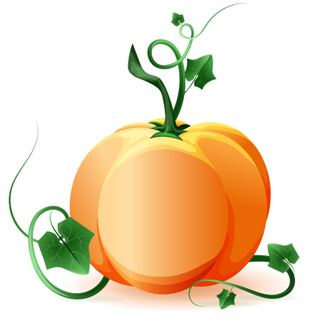 Ripe pumpkin with green leaves. Vector illustration.のイラスト素材