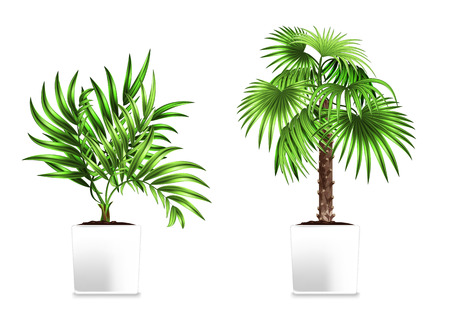 Two green palms in the white pots isolated on white. Element of home decor. The symbol of growth and ecology. Vector illustration. Eps 10のイラスト素材