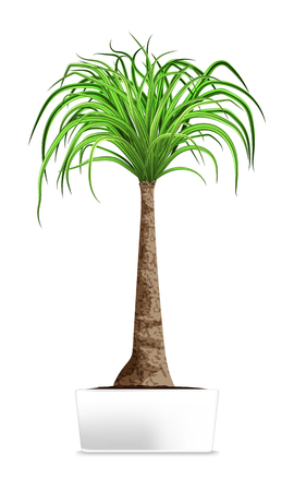 Green palm in the white pot isolated on white. Element of home decor. The symbol of growth and ecology. Vector illustration. Eps 10のイラスト素材