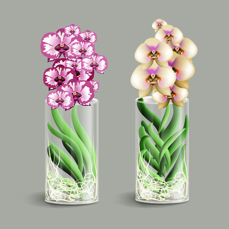 Vanda orchid in a glass vase. Element of home decor.  Vector illustration. Eps 10のイラスト素材