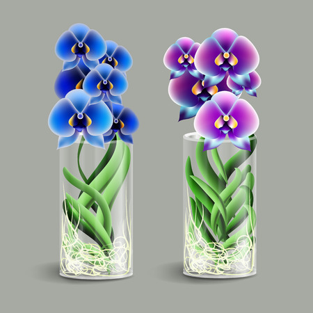 Vanda orchid in a glass vase. Element of home decor.   Vector illustration. Eps 10のイラスト素材