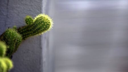 Green cactus with spikes and white background.の写真素材