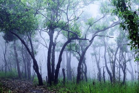 White mist in the midst of abundant nature. In the morning there is a thick white mist surrounded by trees.の写真素材