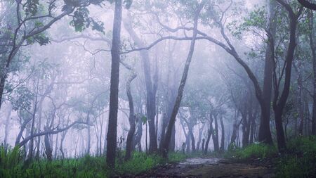 White mist in the midst of abundant nature. In the morning there is a thick white mist surrounded by trees.の写真素材