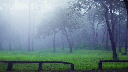 White mist in the midst of abundant nature. In the morning there is a thick white mist surrounded by trees.の写真素材