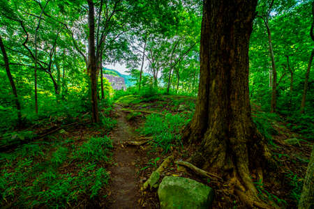 Green road surrounded by abundant trees There are green ferns filling the area.