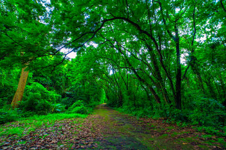Green road surrounded by abundant trees There are green ferns filling the area.