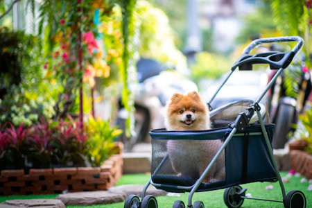 Pomeranian dog on stroller in the garden, selective focusの写真素材