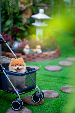 Cute pomeranian dog sitting in a stroller in the garden