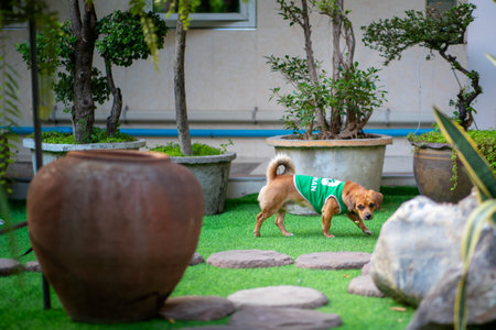 Cute chihuahua dog standing on the green grass in the gardenの写真素材