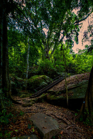 Walkway in deep forest at Phu Chi Fa national park, Thailand.の写真素材