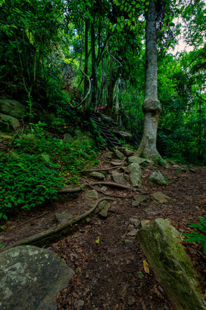 Hiking trail in the forest at Doi Inthanon National Park, Thailand.