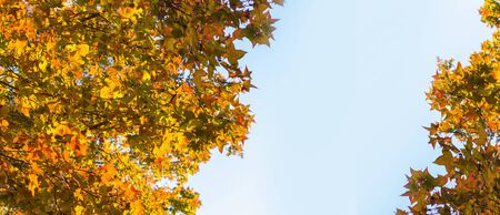 Red and orange autumn tree leaves with copy space for text. beautiful autumn maple tree and blue sky...