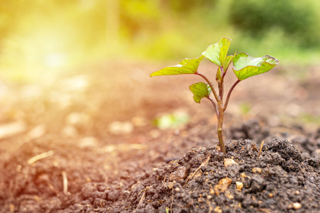 Small tree on fertile soil with sunlight in nature. Young plant growing in the garden.の写真素材
